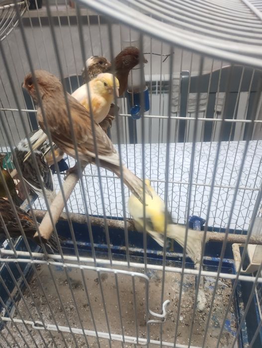 Sprzedam kanarki samice