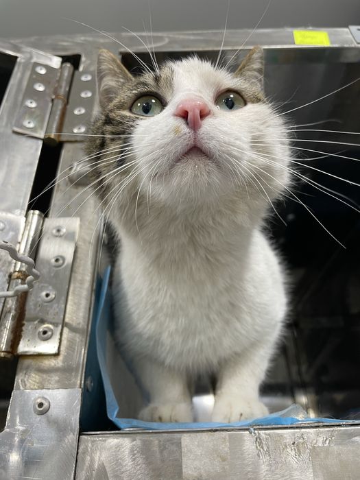 Котик шукає родину