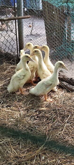 Patos Pequim caseiros
