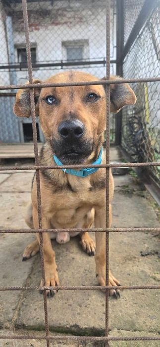 Niebieskooki Staś błaga o dom