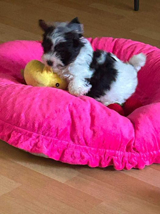 Yorkshire Biewer Terrier