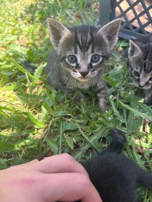 4 gatinhos para adoção