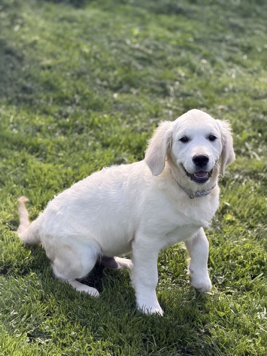 Golden Retriever FCI szczeniak