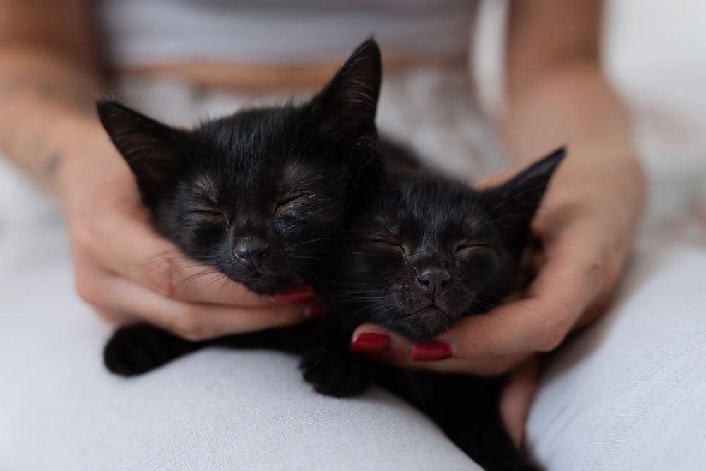 Kokosik i Śliweczka do adopcji