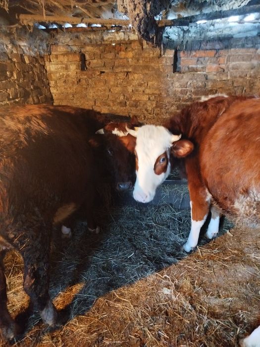 Продам двох тільних телиць