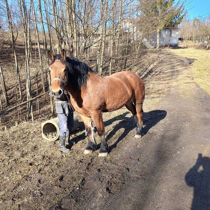Sprzedam klacz zimnokrwistą