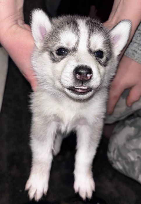 Красивые щенки хаски