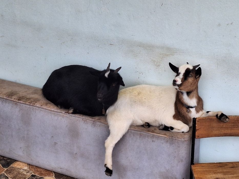 2 Cabras anãs com 1ano e vacinas