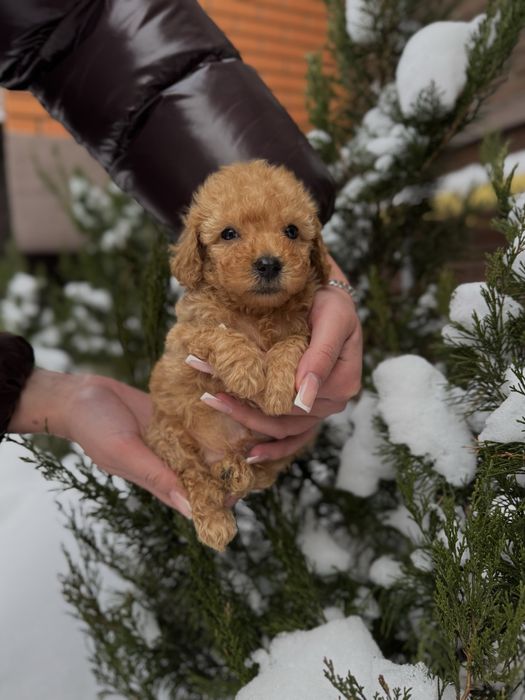 Мальтипу Ф1/Ф2 VIP