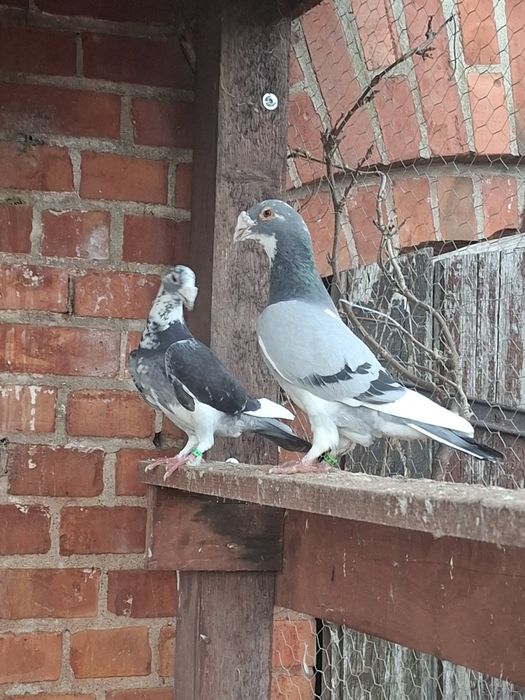 Gołębie staropolskie