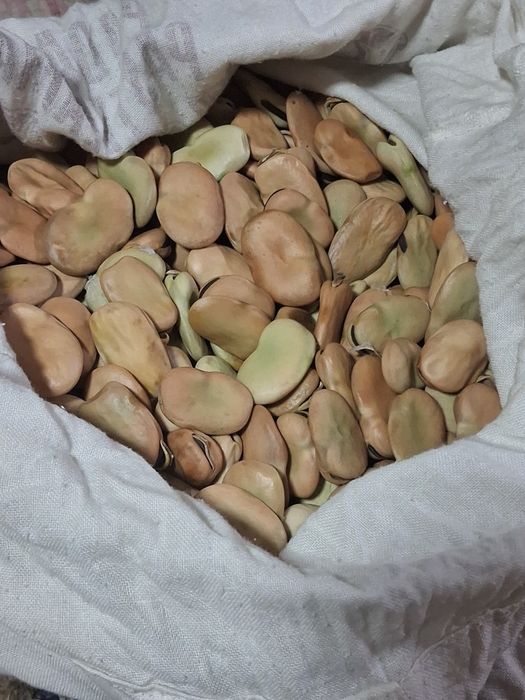 Favas  de semente