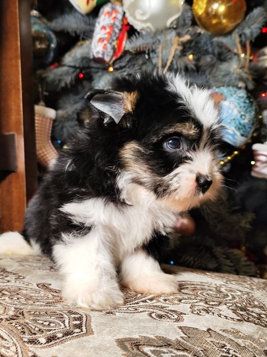 Хлопчик бівер йорк