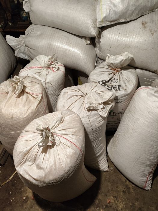 Кукурудза суха цього року