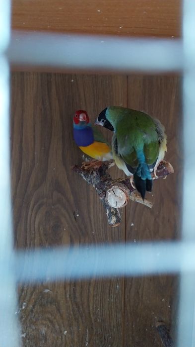 Papugi amadyny parka