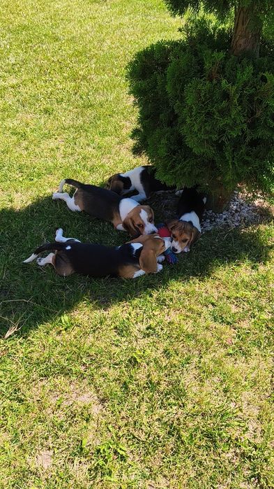 Piesek Beagle gotowy do odbioru
