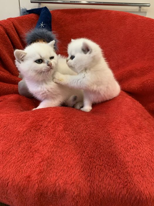 Гламурні пощитивні киці !