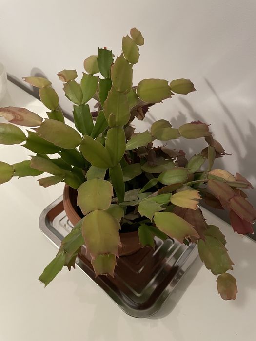 Grudnik (szlumbergera) – 10 lat, różowo-czerwone kwiaty