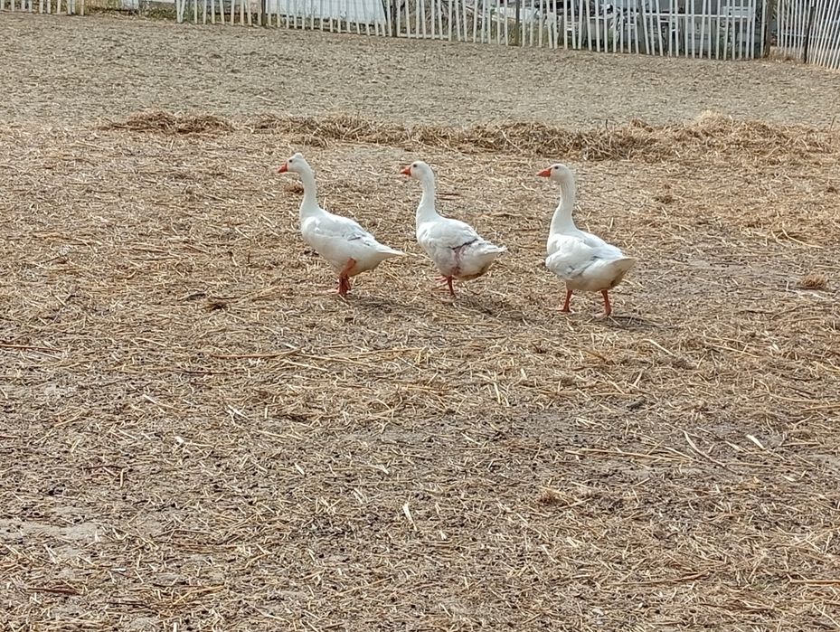Patos gansos jovens