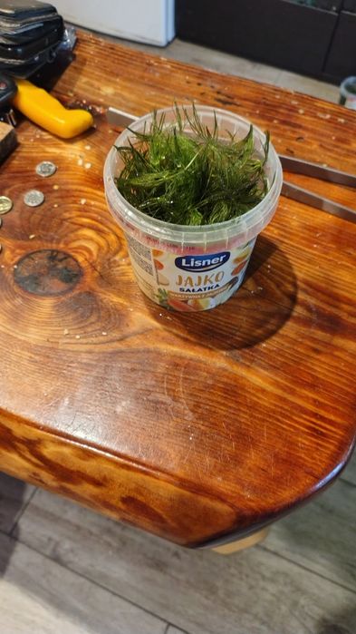 Anubisa Lotos Pistia Trawa Rogatek