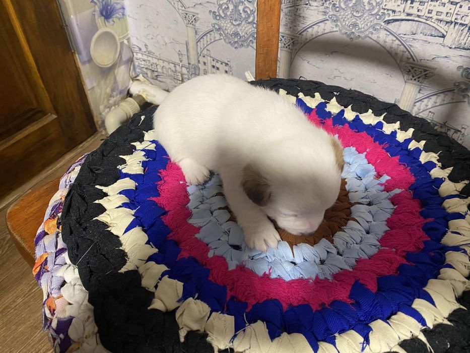 Банда Джеков  Расселлов