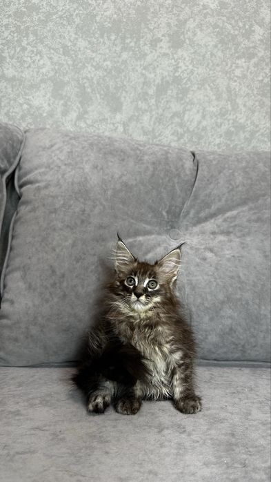 Дівчинка мейнкун чорний мармур на сріблі