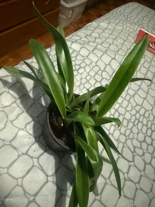 Orquídea sapatinho/paphiopedillum insigne.