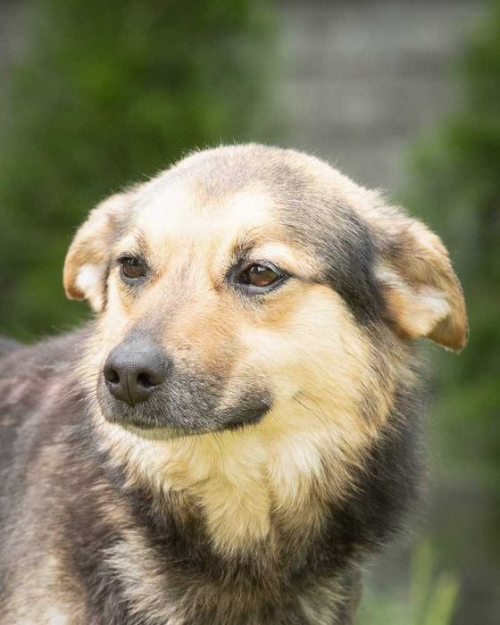 019310 Camelia do adopcji