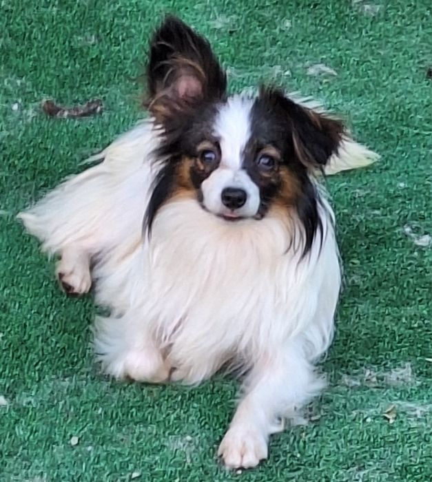 Папильон подросток