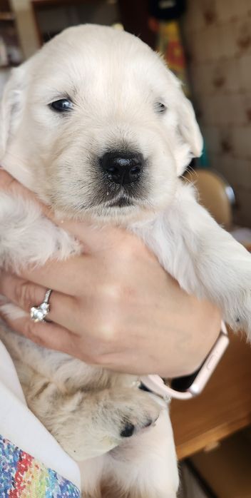 Golden Retriever com LOP