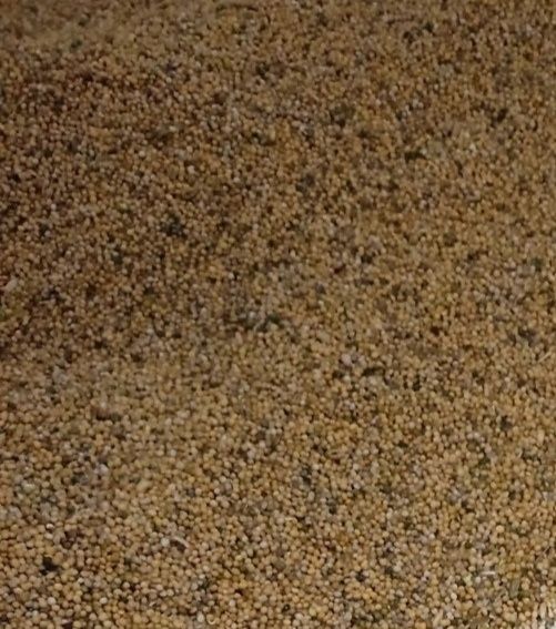 Gorczyca na poplon i na ziarno