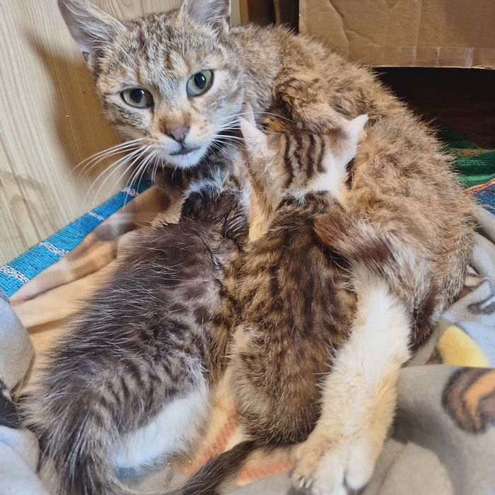 Kotek do adopcji- Luna jest młodą kotką, potrzebuje człowieka