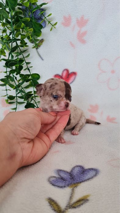 Excecional minimini menina Chihuahua/Chiuaua de Qualidad,LinhagemRussa