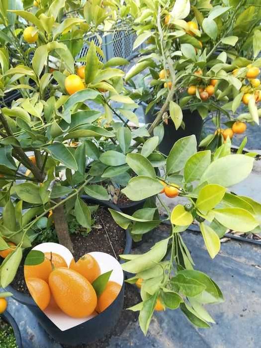 Citrinos Raros e Comuns