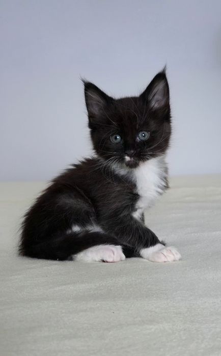 Kocur  Maine Coon, FPL rodowód