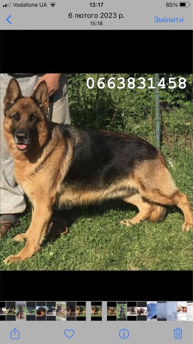 Цуценята чистокровної німецької вівчарки