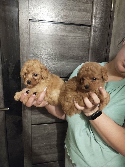 Маленькі цуценята Мальті-Пу.