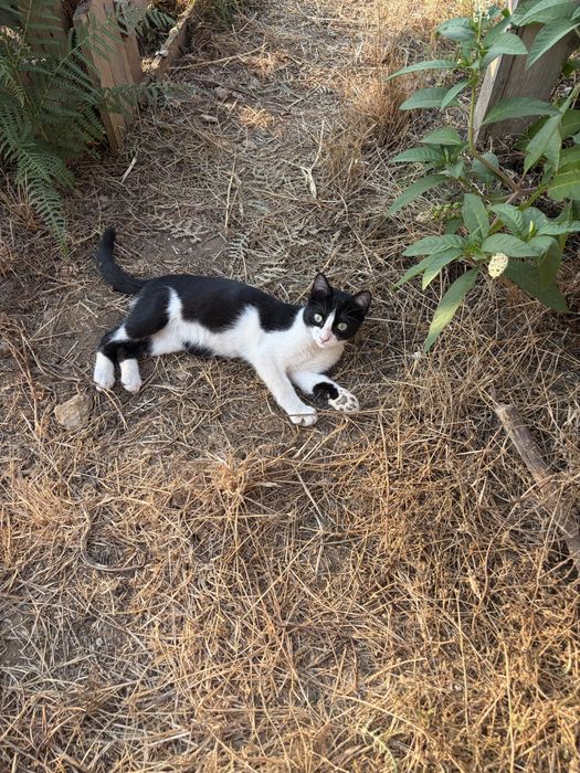 Gatos para adoção responsável