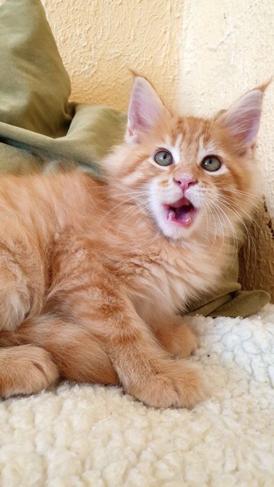 Котёнок Мейн-кун, окрас Cream Tabby (e 22/23). Возраст 1.5 мес