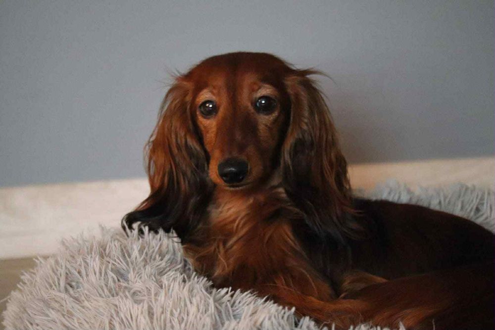 Jamnik długowłosy króliczy, prześliczna suczka po championie.