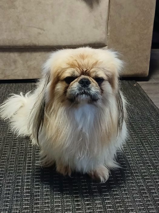 Гарний хлопчик пекінес, запрошуює дівчаток, на побачення