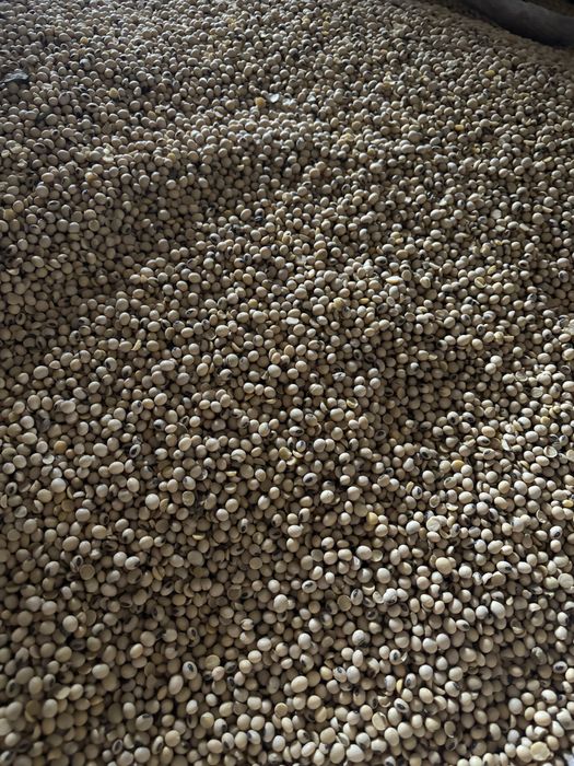 Soja Magnolia zbiór 2025rok