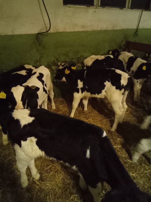 Byczki mieszance 10 szt