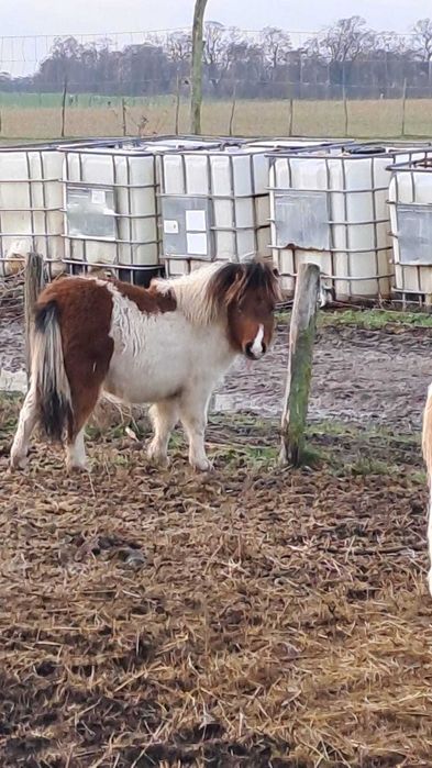 FIOLA klacz kucyk mini szetland apaloosa