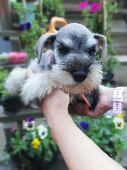 Sznaucer miniaturowy SUCZKA PIEPRZ-SÓL! wolna - ODBIÓR