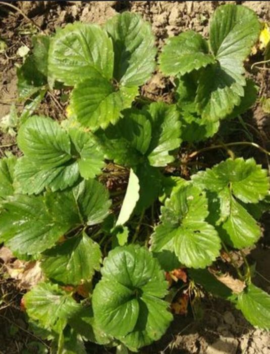 Truskawki 100 sztuk sadzonki