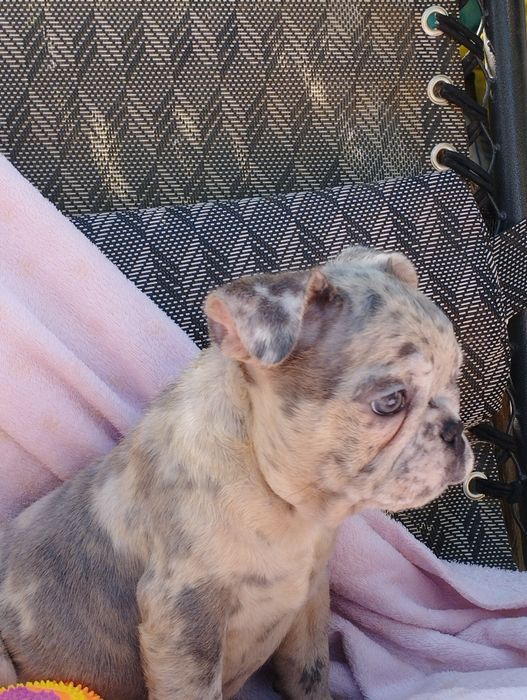 Дівчинка французького бульдога