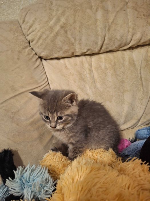 Кішечка, кошеня, котик, Первомайськ Миколаївська обл.