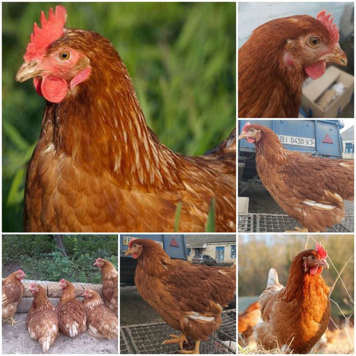 Ломан Браун німецька курочка 5,5 міс