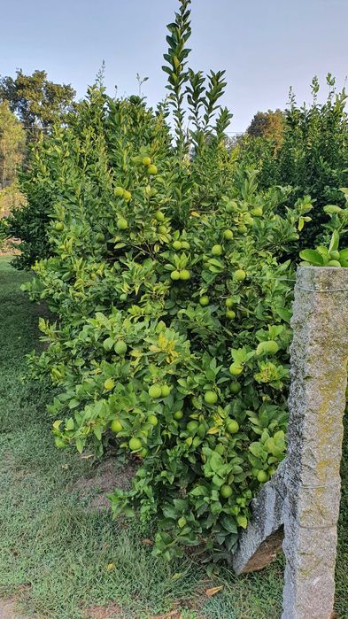 Limas (frutos/citrinos)
