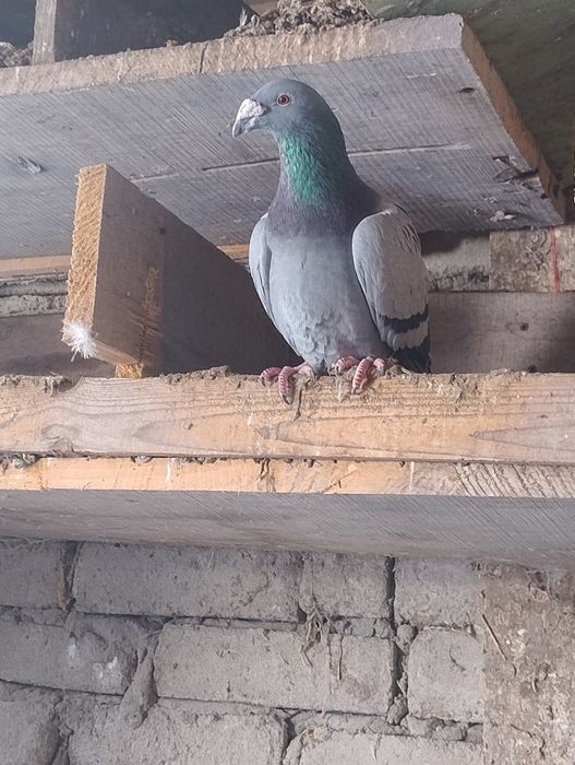 Gołębie Staropolskie